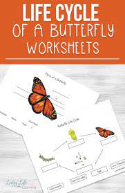 Life Cycle Of A Butterfly Worksheet Life Cycles Butterfly Life Cycle Plant Life Cycle Worksheet