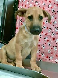 🎉🎉𝐔𝐏𝐃𝐀𝐓𝐄: 𝐌𝐀𝐑𝐆𝐎𝐓, 𝐌𝐀𝐗𝐄𝐘 & 𝐌𝐀𝐗𝐖𝐄𝐋𝐋 𝐀𝐑𝐄 𝐒𝐀𝐅𝐄  𝐖𝐈𝐓𝐇 Lucky Tails Rescue!🎉🎉 📢 𝐄𝐗𝐓𝐄𝐍𝐃𝐄𝐃 𝐔𝐍𝐓𝐈𝐋  𝐓𝐇𝐔𝐑𝐒𝐃𝐀𝐘, 𝟗/𝟐𝟔, 𝐚𝐭 𝟏 𝐏𝐌! 𝐏𝐥𝐞𝐚𝐬𝐞 𝐦𝐞𝐬𝐬𝐚𝐠𝐞 𝐮𝐬  𝐢𝐦𝐦𝐞𝐝𝐢𝐚𝐭𝐞𝐥𝐲 𝐢𝐟 𝐲𝐨𝐮 ...