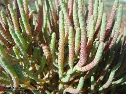 Image result for Halosarcia indica