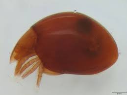 Image result for Brachythrix