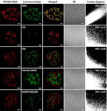 Efficient NIR-II Type-I AIE Photosensitizer for Mitochondria-Targeted  Photodynamic Therapy through Synergistic Apoptosis–Ferroptosis | ACS Nano