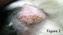 Even in cats, pf is a pustular disease. Feline Pemphigus Foliaceus A Common Autoimmune Dermatosis Clinician S Brief