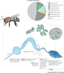 Doxo is the simple, protected way to pay your bills with a single account and accomplish your financial goals. Gut Microbial Communities Of Social Bees Nature Reviews Microbiology