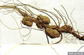 Image result for Rhizobium radiobacter, syn. Agrobacterium tumefaciens