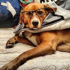 If you know a famous dog that is not on the list, please contact me so i can add it to the history says that king connacht of ireland paid 6,000 cows for the dog in the 1100s. 101 Dog Names Inspired By Historical Figures Barkpost