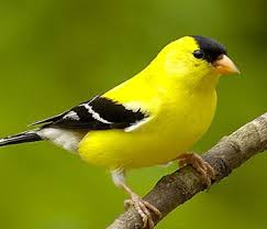 April Bird Of The Month Our April 2012 Bird Of The Month The American Goldfinch Birds Goldfinch Most Beautiful Birds
