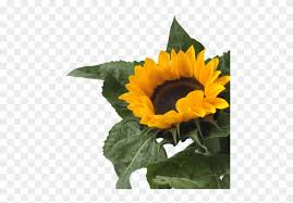 Free Free Flower Clipart Png Sunflower SVG PNG EPS DXF File