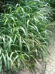 Image result for Panicum maximum