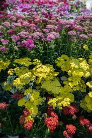 Yarrow Water Wise Landscaping Waterwise Landscaping Yarrow Plant