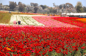 These february flowers that in season can be arranged to create beautiful bridal bouquets or more commonly used for the groom boutonniere. The 15 Most Beautiful Flower Fields And Orchards In California Roads And Destinations