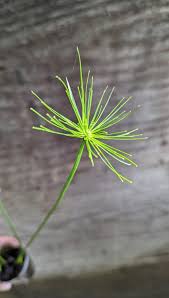 Image result for Cyperus haspan
