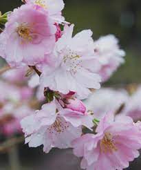 Maybe you would like to learn more about one of these? Bbc Gardening Blog Winter Flowering Trees And Shrubs