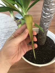 Houseplants Forum Yucca Elephantipes Root Rot Garden Org