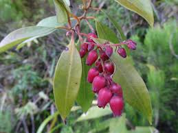 Image result for Agarista salicifolia