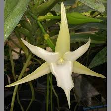 Image result for Angraecum