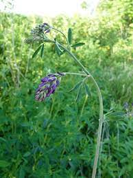 Sprouts look very tender but they are sturdy and are easily handled. Alfalfa Pictures Flowers Leaves Identification Medicago Sativa