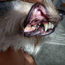 And, questions regarding how to euthanize a dog with tylenol pm without any trouble. I Need An At Home Solution To Help Clean My Dog S Teeth Sprays And Diy Toothpastes Are Welcomed What Do You Guys Use Dogcare