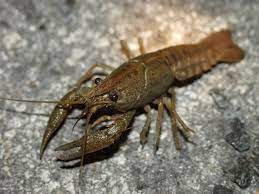 Live aquaponics has pioneered a managed juvenile production program that is essential for providing the advanced juveniles our clients require for growout. Crayfish For Your Pond Can Be A Good Choice To Make Find Out Why Here
