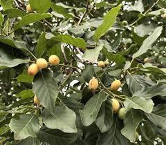 Image result for Berchemia zeyheri