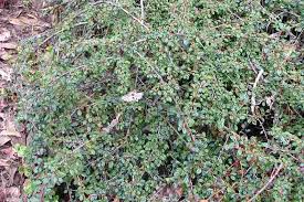 Image result for Cotoneaster microphyllus