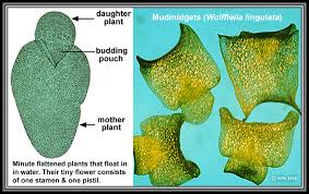 Image result for Wolffiella