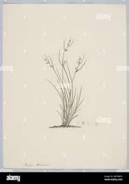 Image result for Bulbostylis schoenoides