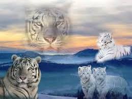 Tigres Blanc Fantasy Bing Images