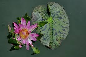 We did not find results for: 15 Types Of Lotus Flowers And Their Meaning Amaze Vege Garden