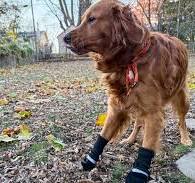The 7 Best Dog Boots of 2025, Tested and Reviewed