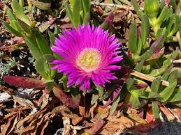 Image result for Carpobrotus