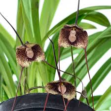 Dracula orientalis – Ecuagenera