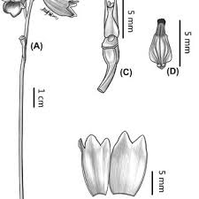 Image result for Gastrodia rwandensis