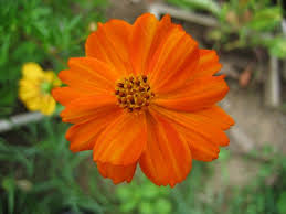 Use descriptor system of echa guidance on information requirements and chemical safety assessment. Sulphur Cosmos Seeds Cosmos Seed Company Seeds