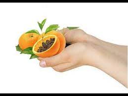 How To Grow Orange Trees From Seed Fast Paper Towel Method Growing Oranges From Seeds Growing Fruit Mandarin Tree