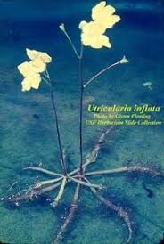Image result for Utricularia inflexa