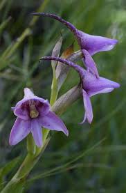 Image result for Cyrtanthus welwitschii