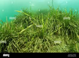 Image result for Vallisneria spiralis