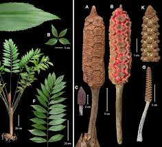 Image result for Zamiaceae