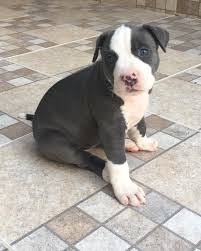 Pit bull facts & myths; Pitbull Puppies Connecticut Usa Cute Doggies And Puppies Free Images