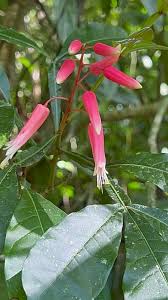 Image result for Quassia undulata