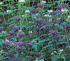 Showy whorled blooms, leaves have aroma of orange and spice. Monarda Blue Stocking Bee Balm Hardiness Zone 4 8 S 4 9 W Height 30 Deer Resistan Shade Perennial Garden White Flower Farm Part Shade Perennials