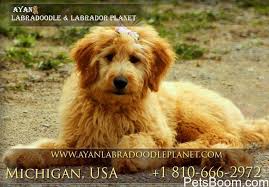 Great temperaments for therapy & service dogs. Labradoodle Puppies And Labradoodle Puppies For Sale Near Me Labradoodle