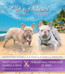The frenchie has a wonderful… the personality of the french bulldog isn't the only aspect that people have grown to love though. Isabella Frenchies Pet Breeder Facebook 55 Photos