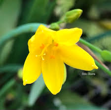 Image result for Cyrtanthus breviflorus