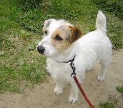 Jack Russell Terrier Pictures Jack Russell Terrier Kopekler Kopek Kopekler Kopek Cinsleri Jack Russell Jack Russell Terrier Jack Russell Dogs