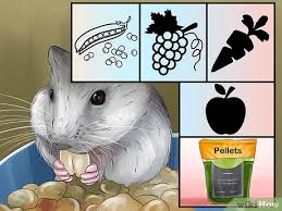 Cara membuat rumah rumahan untuk hamster. Cara Menyiapkan Kandang Hamster 15 Langkah Dengan Gambar