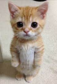 Gatito Con Ojos Grandes Gatos Bonitos Perros Y Gatos Tiernos Gatitos Lindos