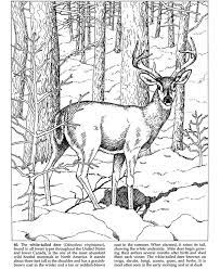 Mule deer coloring page from mule deer category. Deer Coloring Pages Malvorlagen Tiere G L Ausmalbilder Und Malvorlagen Zum Ausmalen Wenn Du Mal Buch Malvorlagen Ausmalen
