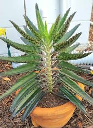 Image result for Kalanchoe daigremontiana