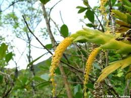 Image result for Oberonia disticha